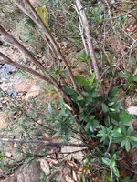 杜鹃叶山茶记录影像