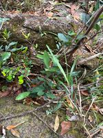 杜鹃叶山茶记录影像