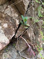 杜鹃叶山茶记录影像