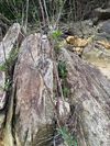 杜鹃叶山茶