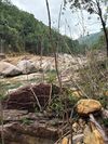 杜鹃叶山茶