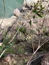 杜鹃叶山茶