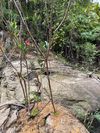 杜鹃叶山茶