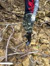 杜鹃叶山茶