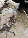 杜鹃叶山茶