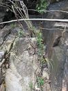 杜鹃叶山茶