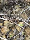 杜鹃叶山茶