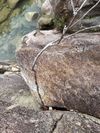 杜鹃叶山茶