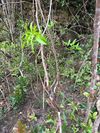 杜鹃叶山茶