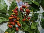芸香科记录影像