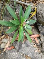 绣球茜记录影像