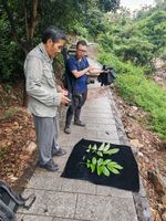 鼎湖双束鱼藤记录影像
