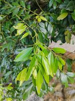红豆属记录影像