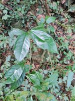茶记录影像