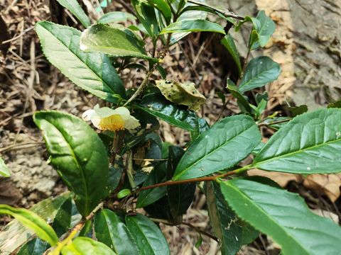 山茶