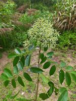 伞花木记录影像