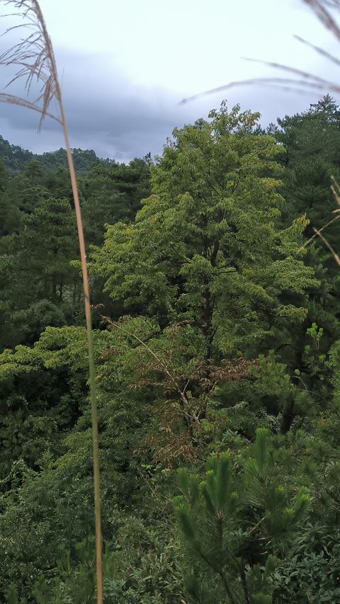 银钟花