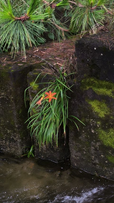 萱草