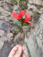 杜鹃记录影像