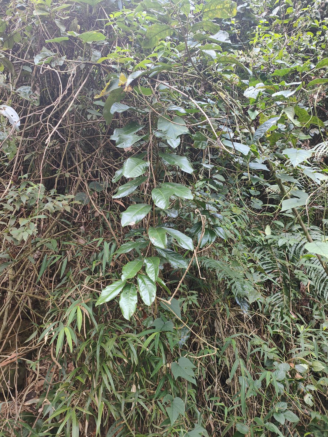 斑果藤 record image 1