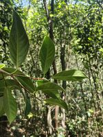 大果南山茶物种影像
