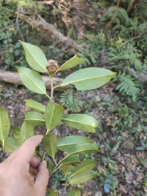 浙江红山茶物种影像