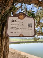 水松记录影像