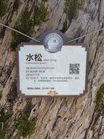 水松记录影像