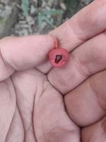 南方红豆杉记录影像