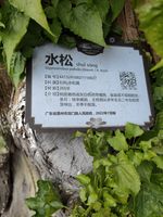 水松记录影像