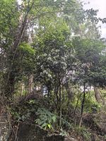 香港大沙叶记录影像