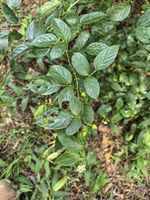 白花悬钩子记录影像