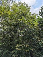 湘桂柿记录影像