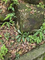 假福王草记录影像