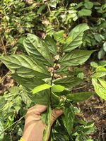 嘉陵花记录影像