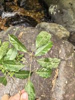 岭南山茉莉记录影像