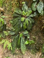 辐冠苣苔记录影像