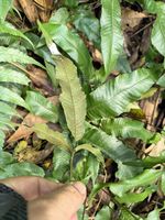 三羽新月蕨记录影像