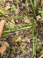毛果珍珠茅记录影像