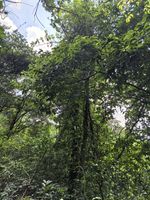 破布叶记录影像