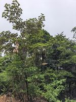山鸡椒记录影像