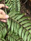 平鳞黑桫椤