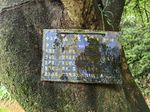 野生荔枝记录影像