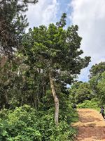 风吹楠记录影像