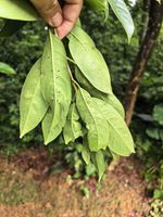 粗叶木蒲桃记录影像