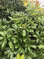 角花乌蔹莓记录影像