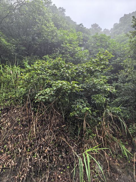 天仙果