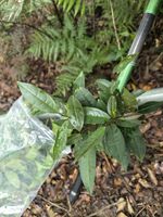 白毛茶记录影像