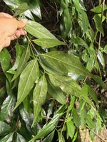 山蜡梅记录影像