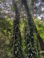 深圳香荚兰记录影像